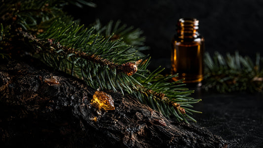 Fir twigs, resin and an amber oil vial on dark bark.