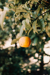 Natural vs Organic Ingredients in Soap: What's the Difference?