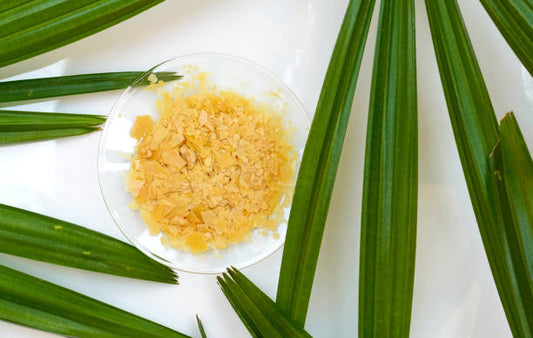 Wax On, Pucker Up Bold Bros! Organic Carnauba Wax in Lip Balms - A Lip-Smacking Adventure