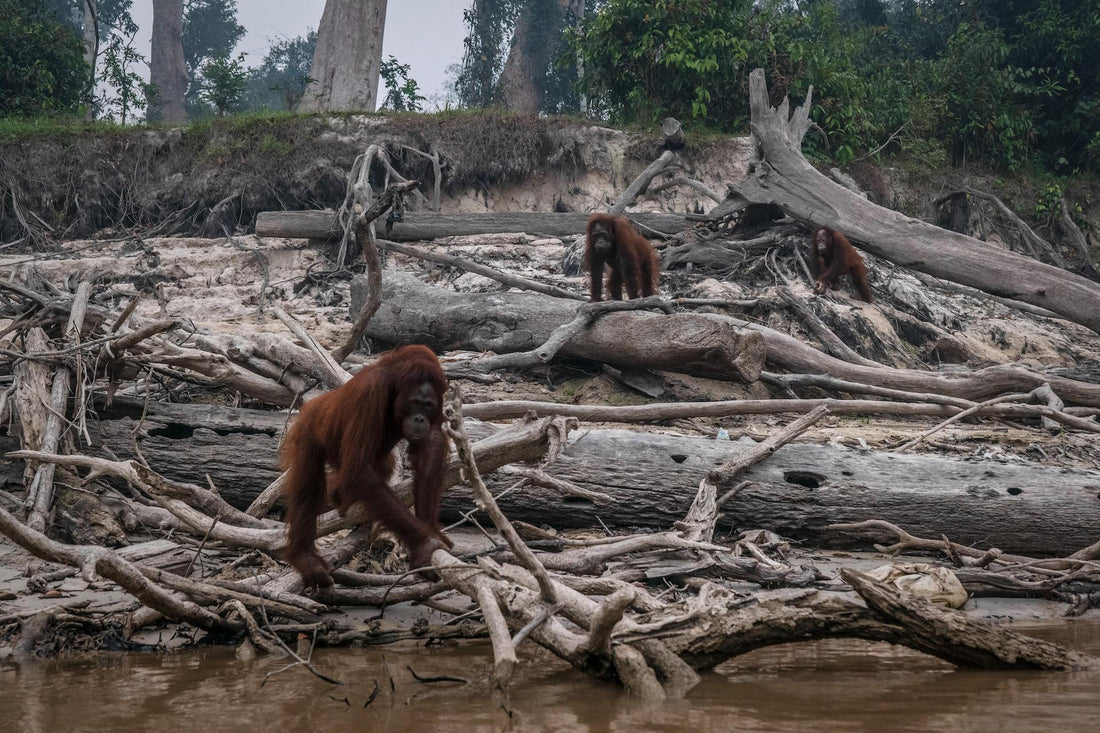 Palm Oil: Unmasking the Hidden Cost to Our Planet