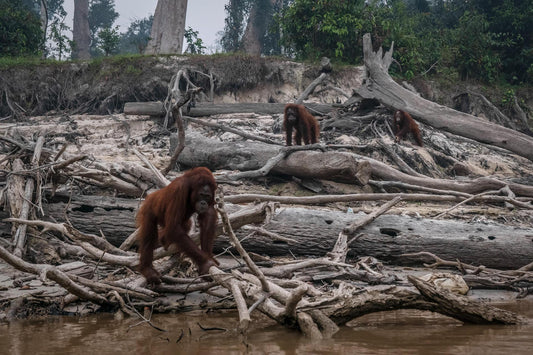 Palm Oil: Unmasking the Hidden Cost to Our Planet